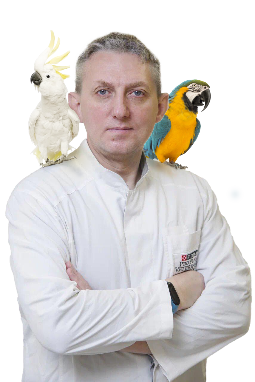 Ветеринар-орнитолог онлайн, консультация – ВетЭксперт
